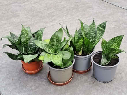 Photo of free 4 x Snake plants (Didcot OX11) #1