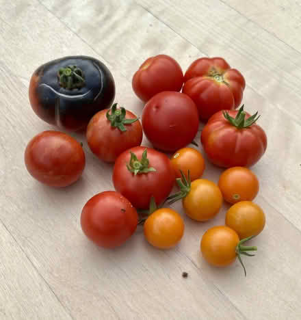 Photo of free Tomato plants (Hatfield AL10) #1