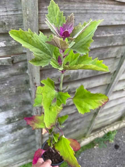 Photo of free Tree spinach (Warden Hill GL51) #1