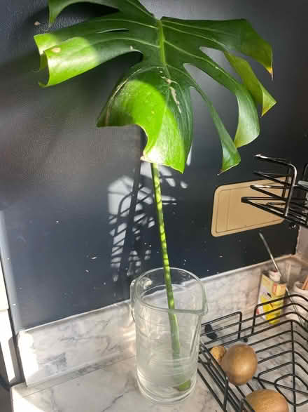 Photo of free Cutting of monstera (Oadby LE2) #2