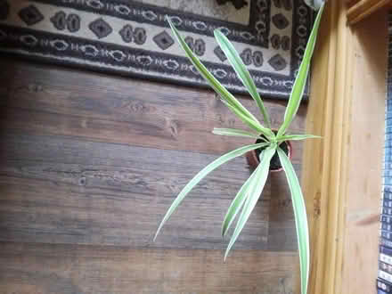 Photo of free Spider plant houseplant (Killamarsh S21) #1