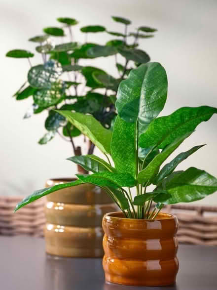 Photo of fake plants (Pe19 6tg) #2