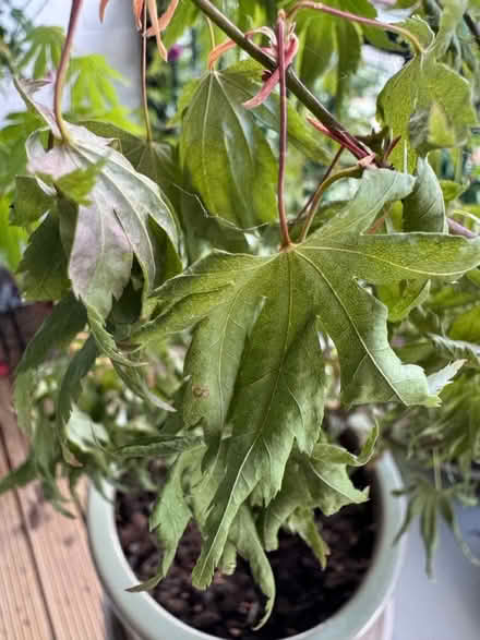 Photo of free sad Acer (gu12) #2