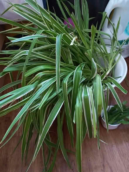Photo of free Big Spider Plants, Easter Cactus Cutting & Aloe Vera (Collyhurst M40) #2