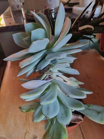 Photo of free Two indoor plants (Kennington OX1) #2