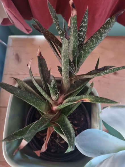 Photo of free Two indoor plants (Kennington OX1) #3