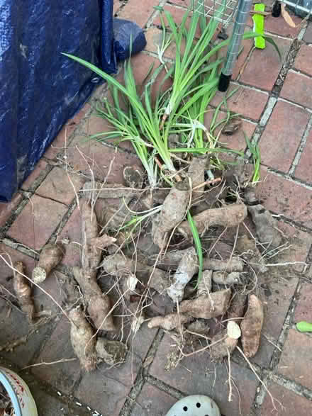 Photo of free Yucca Plants (New Carrollton, MD) #2