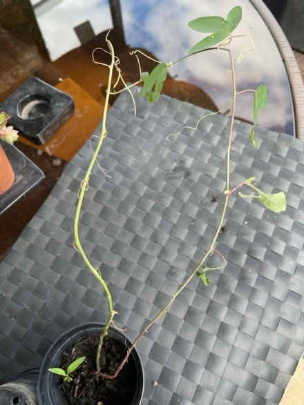 Photo of free Passion flower root (Welling DA16) #1