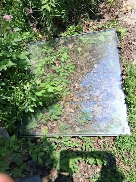 Photo of free Thermopane glass (Old Ottawa South) #1