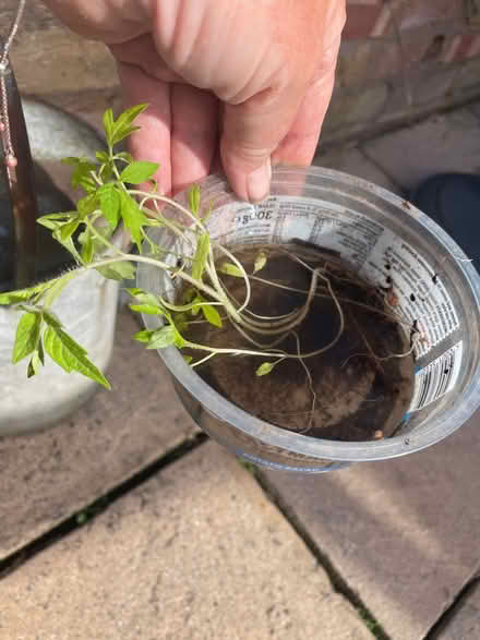 Photo of free 4 Tomato plants small (Welling DA16) #2