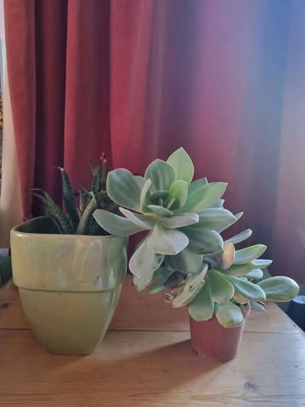 Photo of free Two indoor plants (Kennington OX1) #4