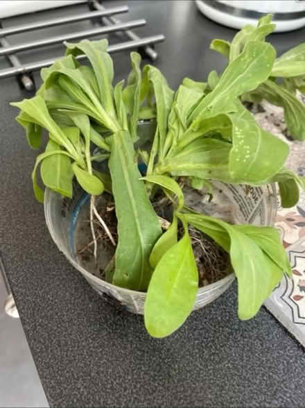 Photo of free Calendula plants (Welling DA16) #2
