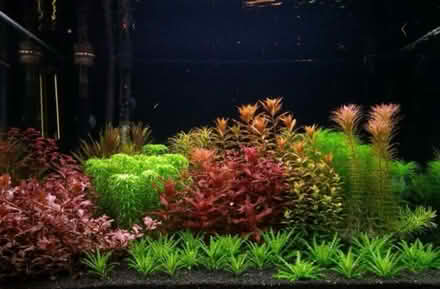 Photo of Live aquarium plants (Liverpool L3) #1