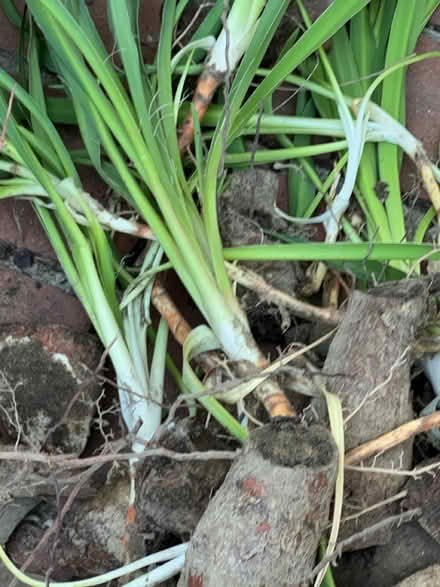Photo of free Yucca Plants (New Carrollton, MD) #1