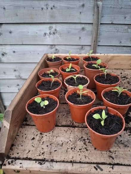 Photo of free Aubergine plants (Stantonbury, MK14) #1