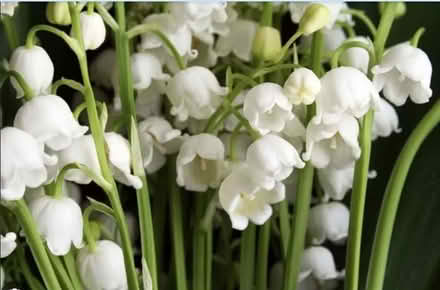 Photo of free Lily of the Valley 20 corns (Mosborough S20) #1