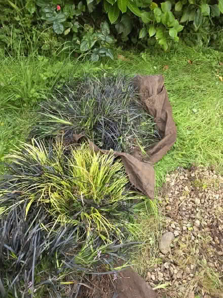 Photo of free Garden decorative grass, real (Cyncoed, CF23) #2
