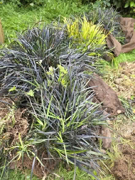 Photo of free Garden decorative grass, real (Cyncoed, CF23) #1