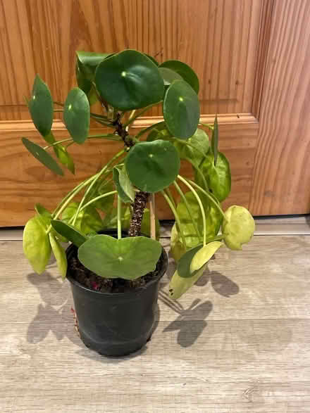 Photo of free Money plant (Dudbridge GL5) #1