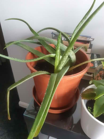 Photo of free Plants (Ferryhill Station DL17) #2
