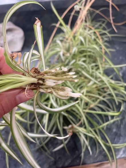 Photo of free Loads of Spider plant babies (Thomas Close, CA11) #2