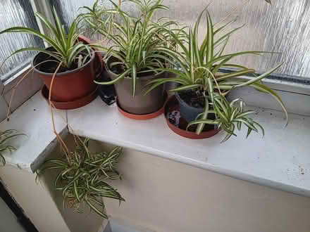 Photo of free Three spider plants (Knaphill GU21) #1