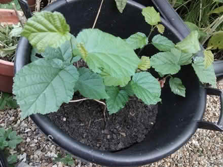 Photo of free Small hazel saplings (St.marys rd,Kettering) #1