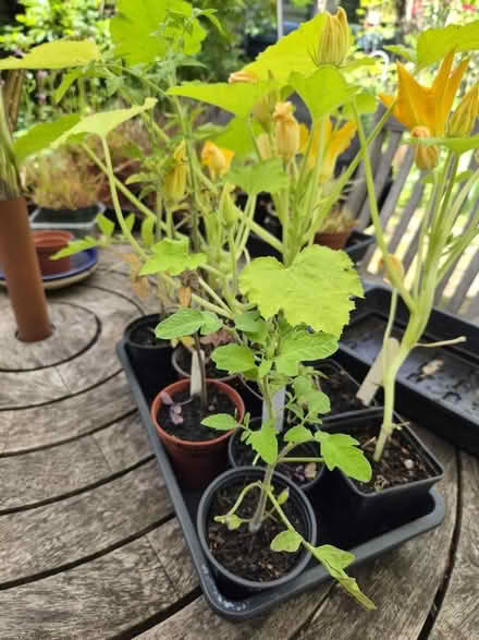 Photo of free Tomato and courgette plants (Shirley CR0) #1