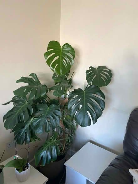 Photo of free Cutting of monstera (Oadby LE2) #1
