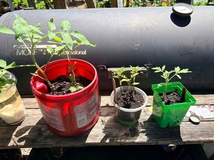Photo of free More Tomato seedlings #2 (Hyattsville, MD) #1