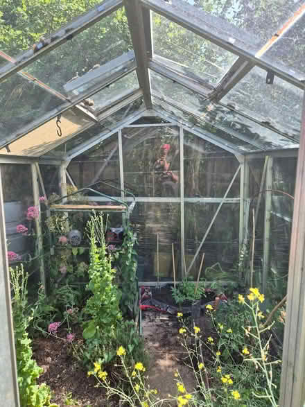 Photo of free Greenhouse (Hollingdean BN1) #4