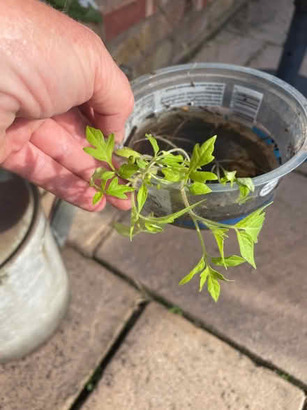 Photo of free 4 Tomato plants small (Welling DA16) #1