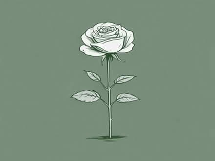 Photo of Rose plants (Raunds NN9) #1