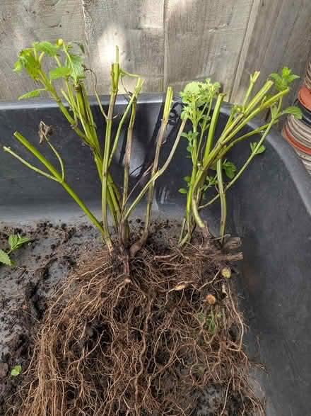 Photo of free Lemon balm plants (Castlepoint BH8) #1
