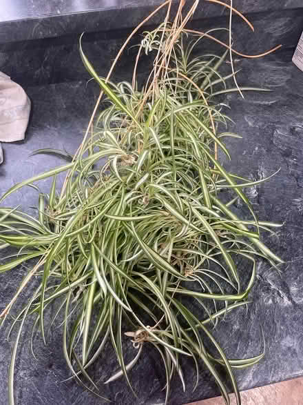 Photo of free Loads of Spider plant babies (Thomas Close, CA11) #1