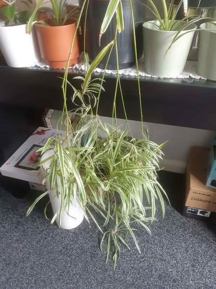 Photo of free Plants (Ferryhill Station DL17) #1
