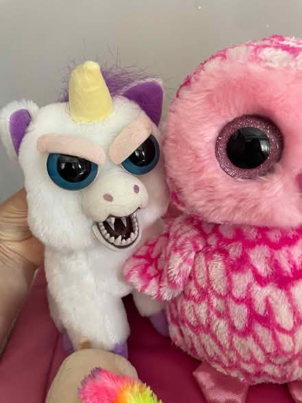 Photo of free Cuddlies, one with anger issues (Haywards Heath) #2