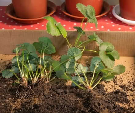 Photo of Strawberry plants (babies) (Holloway road N4) #1