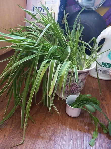 Photo of free Big Spider Plants, Easter Cactus Cutting & Aloe Vera (Collyhurst M40) #1