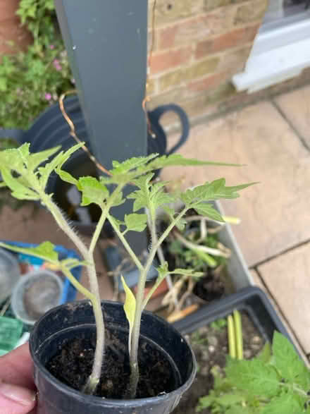 Photo of free 2 tomato plants (Welling DA16) #1