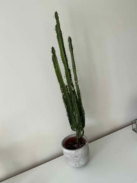 Photo of free Cactus (Calcot RG31) #1