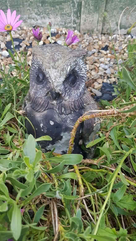 Photo of free Concrete Owl (In two pieces as he came a cropper) Lordswood (Lords Wood ME5) #1