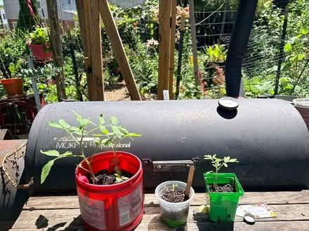 Photo of free More Tomato seedlings #2 (Hyattsville, MD) #2