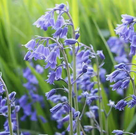 Photo of free Bluebell Seeds (Mosborough S20) #1