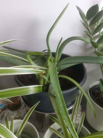 Photo of free Plants (Ferryhill Station DL17) #3