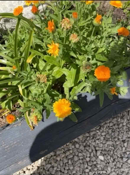 Photo of free Calendula plants (Welling DA16) #1