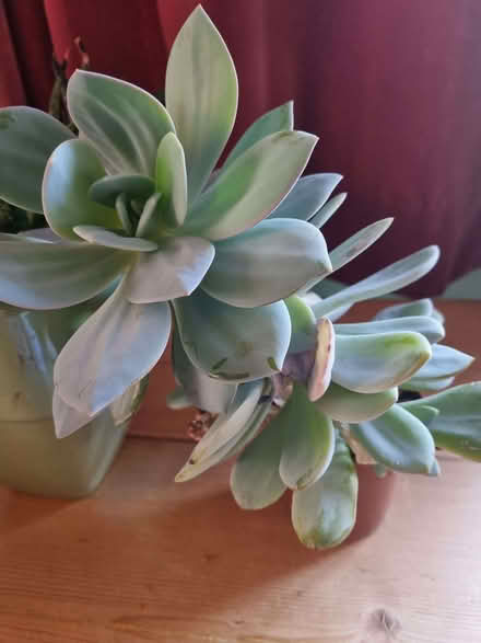 Photo of free Two indoor plants (Kennington OX1) #1