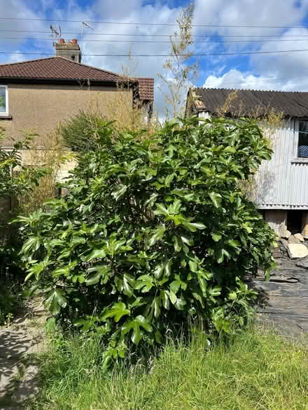 Photo of free 5yr old fig tree, abundant fruit, 230cm tall (Oldfield Park BA2) #1