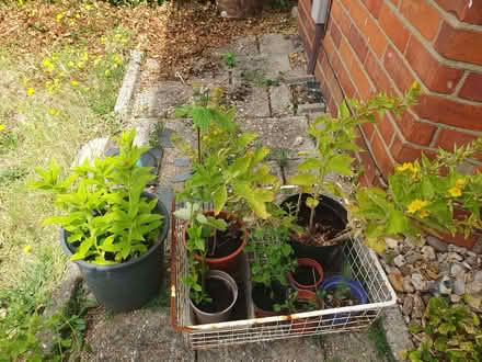 Photo of free Various garden perennials (Tilehurst RG31) #1