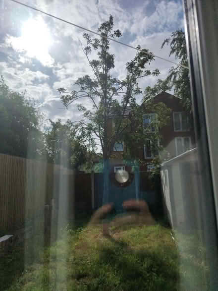 Photo of free Pear tree (L17) #1